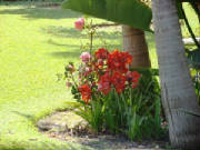 Scenery/GroundsFlowers.JPG